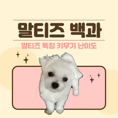 말티즈 특징